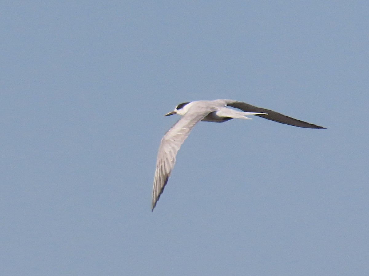 Common Tern - Scott Loss