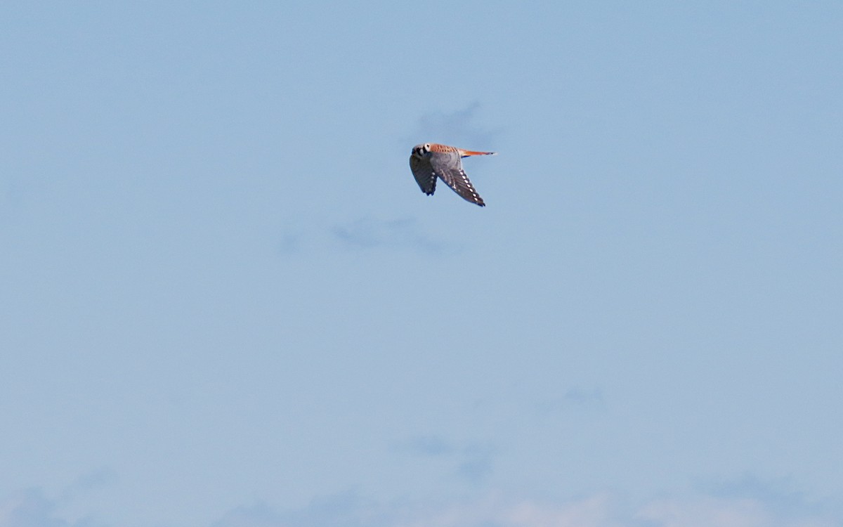 American Kestrel - ML484496061