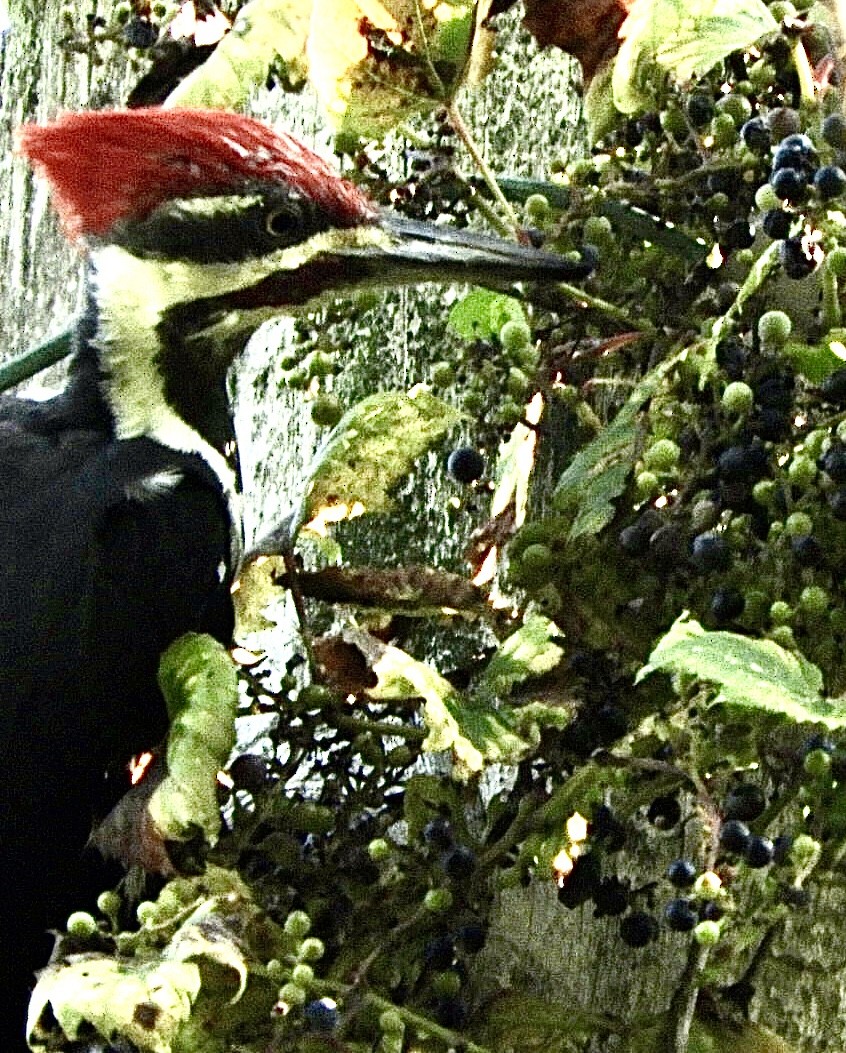 Pileated Woodpecker - Lois Rockhill