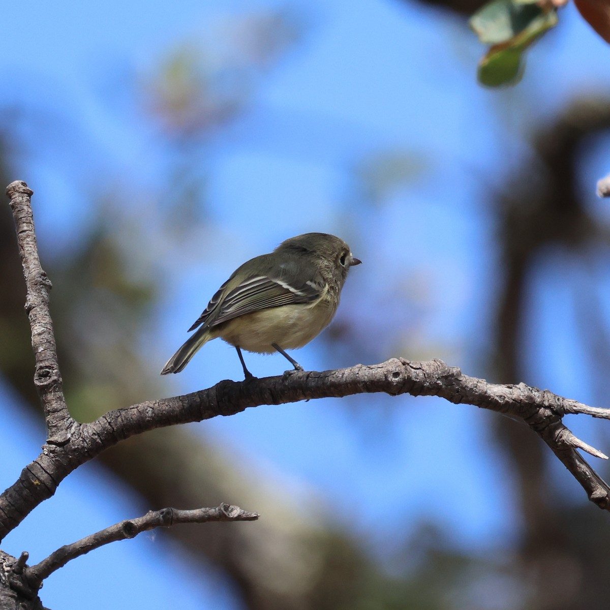 Hutton's Vireo - ML484496401