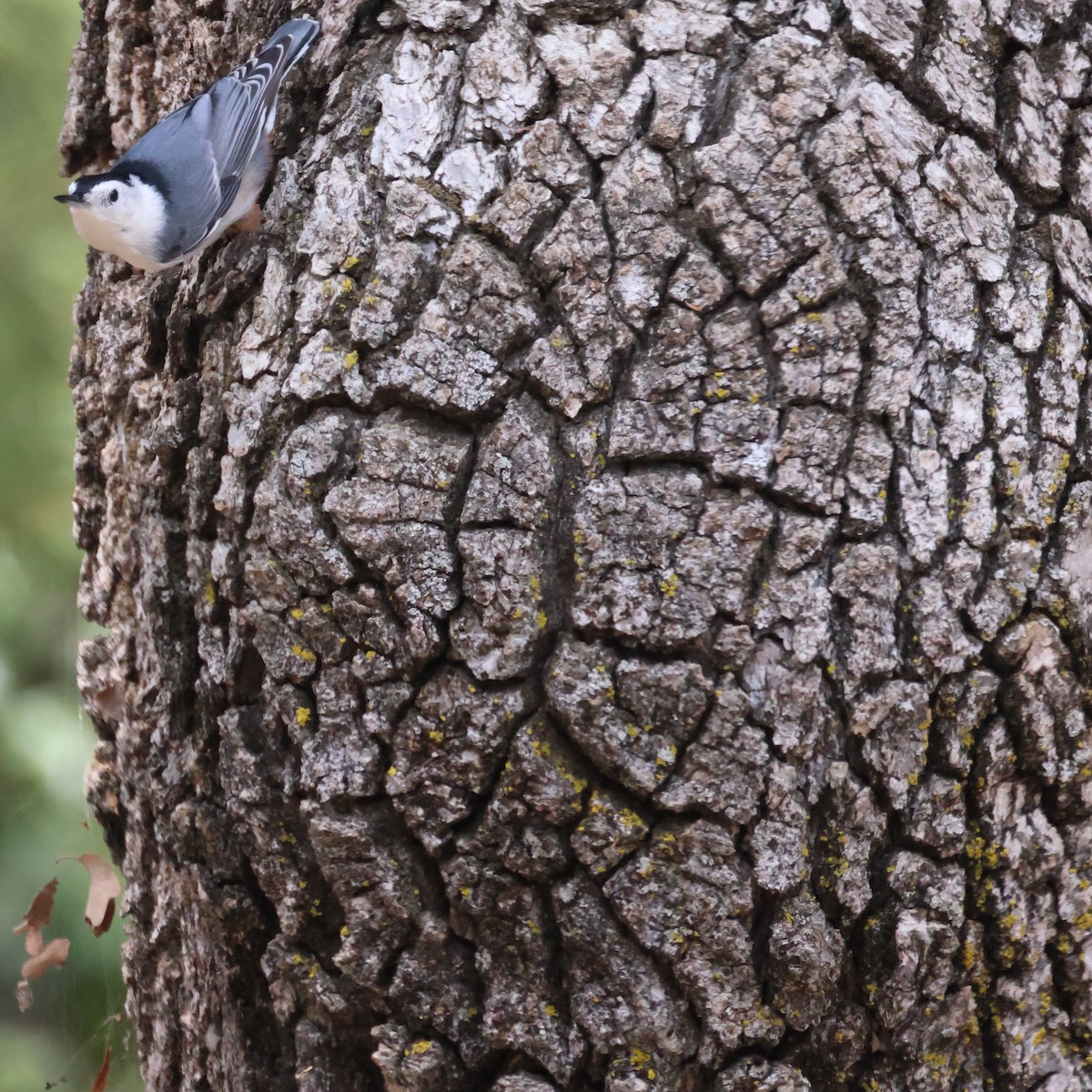 White-breasted Nuthatch (Pacific) - ML484496621