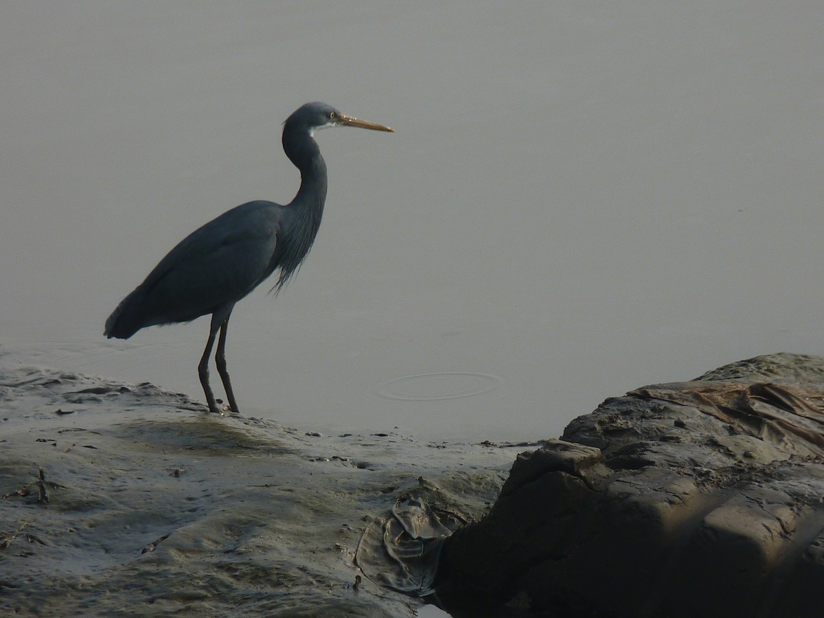 Western Reef-Heron - ML48449711