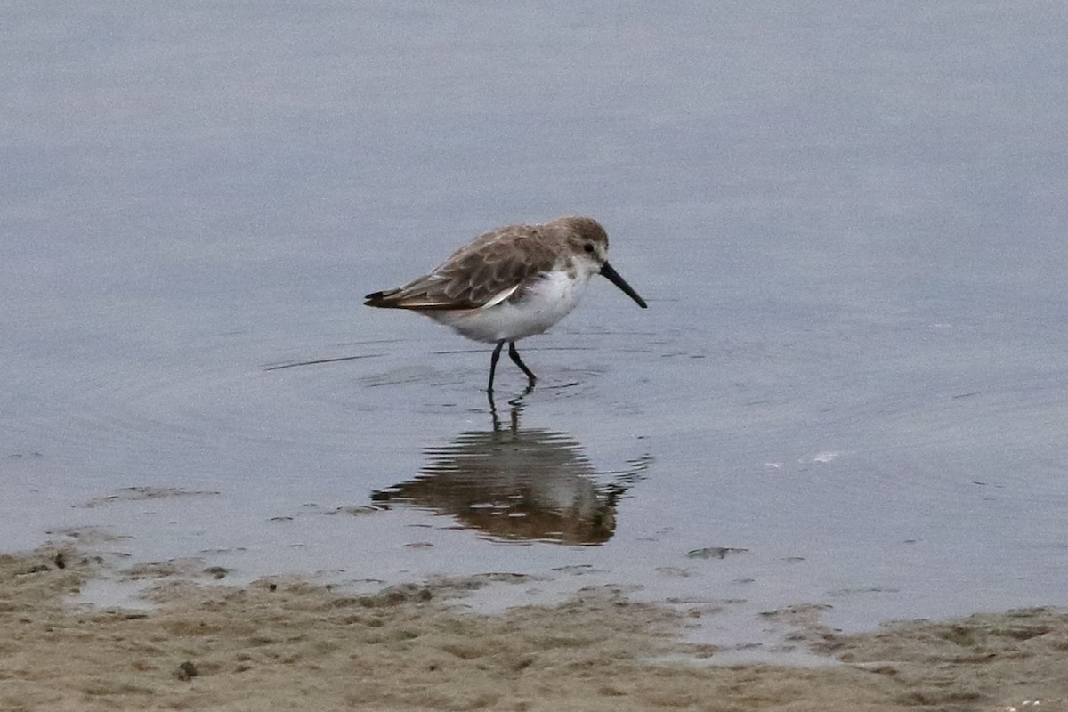 Western Sandpiper - ML484498481