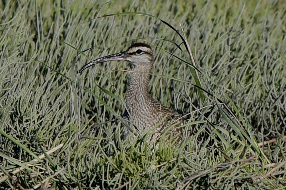 Whimbrel - ML484498931