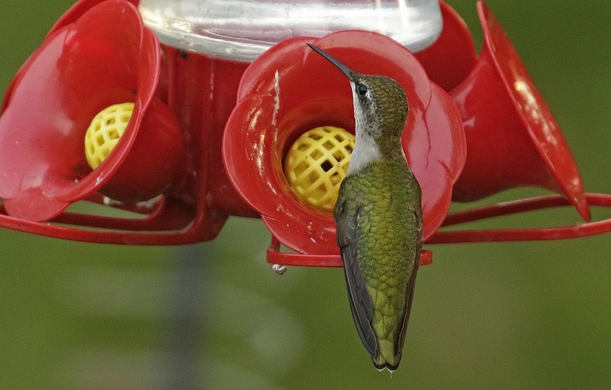 Ruby-throated Hummingbird - ML484499271