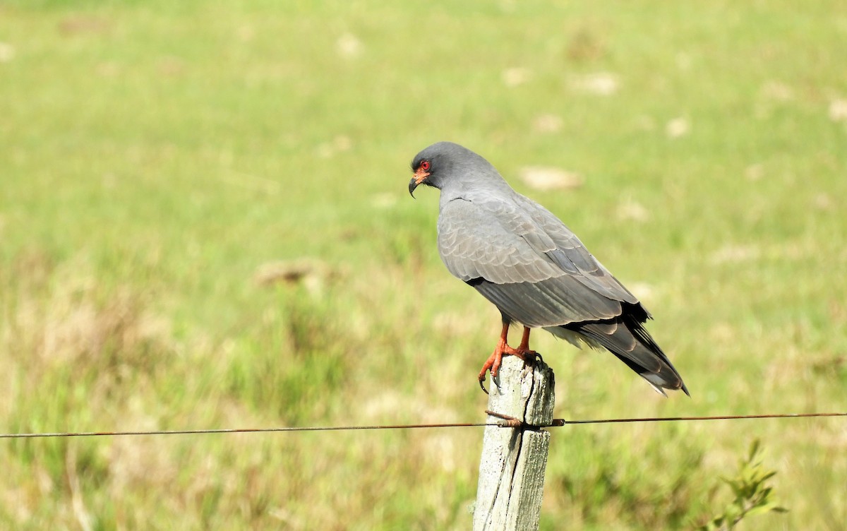 Snail Kite - Luis Vescia