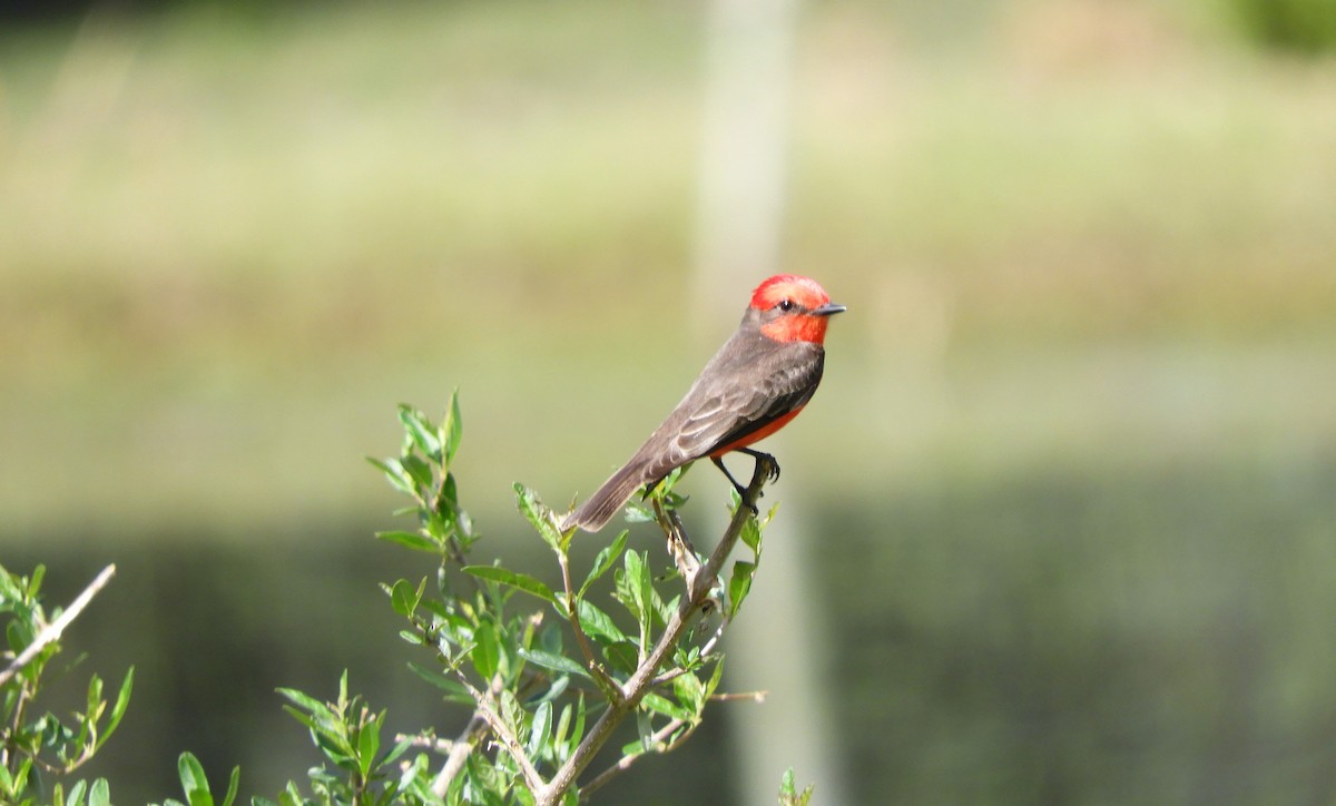 Vermilion Flycatcher - ML484501181