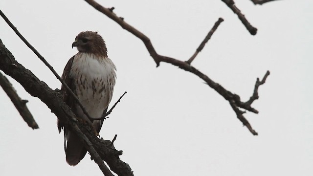 Red-tailed Hawk - ML484502