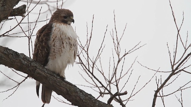 Red-tailed Hawk - ML484503