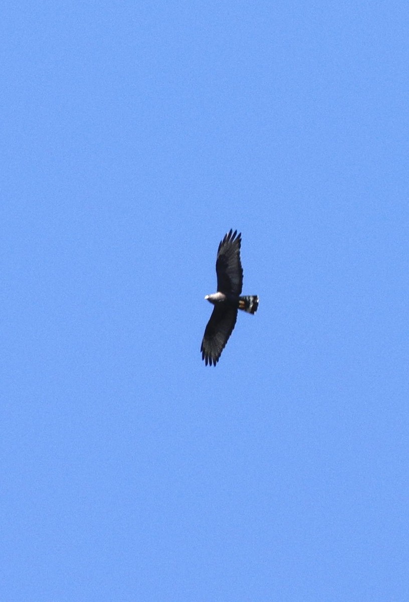 Zone-tailed Hawk - ML484503141