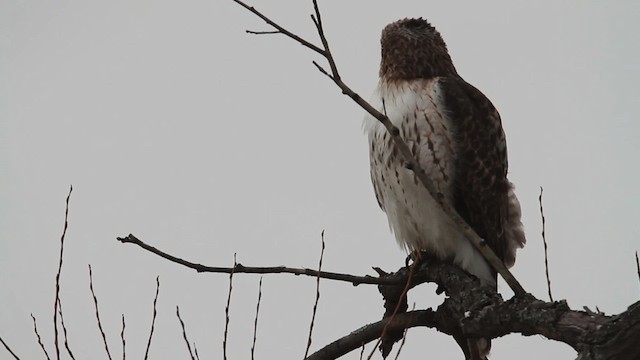 Red-tailed Hawk - ML484505