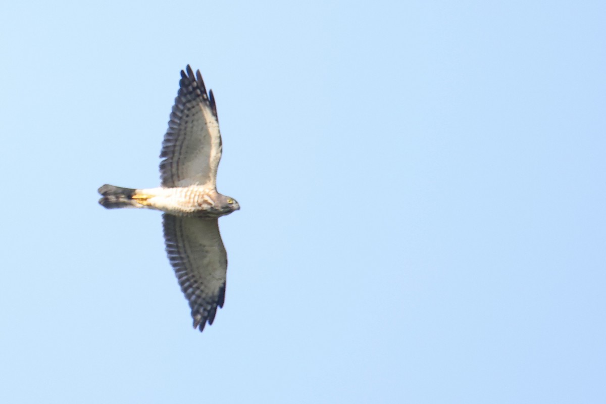 Chinese Sparrowhawk - ML484505351