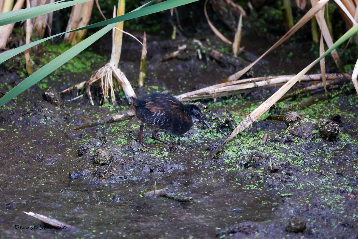 Virginia Rail - ML484505551