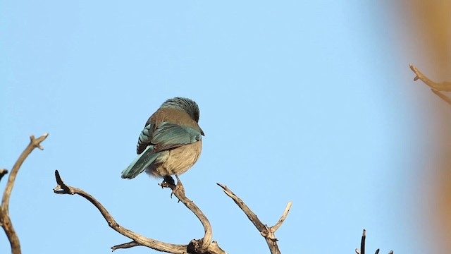 Woodhouse's Scrub-Jay (Woodhouse's) - ML484506