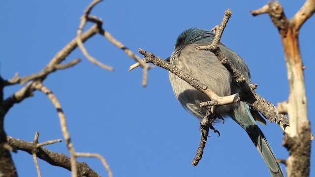 Woodhouse's Scrub-Jay (Woodhouse's) - ML484508