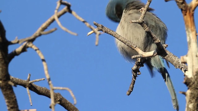 Woodhouse's Scrub-Jay (Woodhouse's) - ML484509