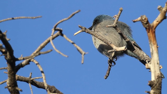 Woodhouse's Scrub-Jay (Woodhouse's) - ML484510