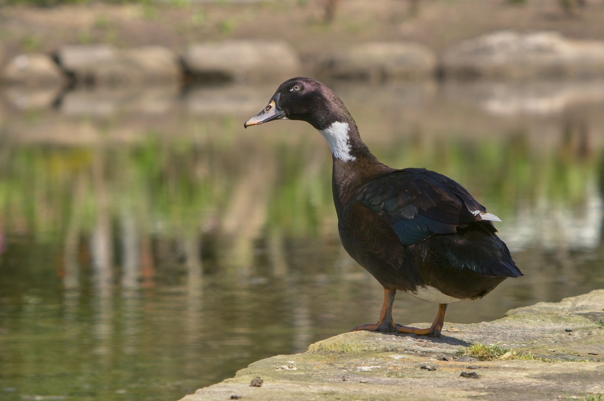 Muscovy Duck x Mallard (hybrid) - McKinley Moens