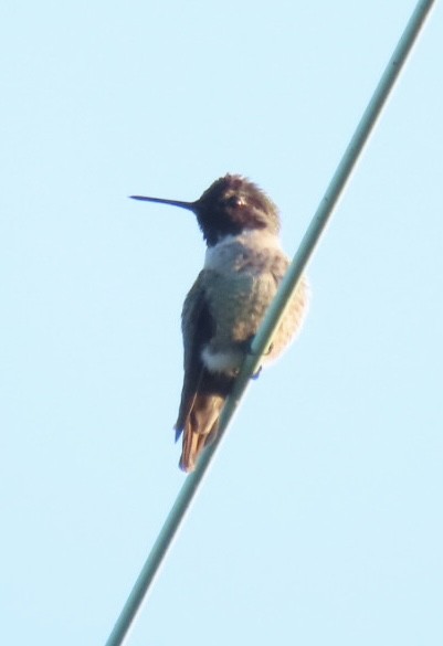 Anna's Hummingbird - ML484513111