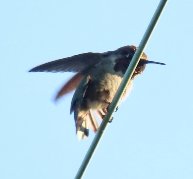 Anna's Hummingbird - ML484513121