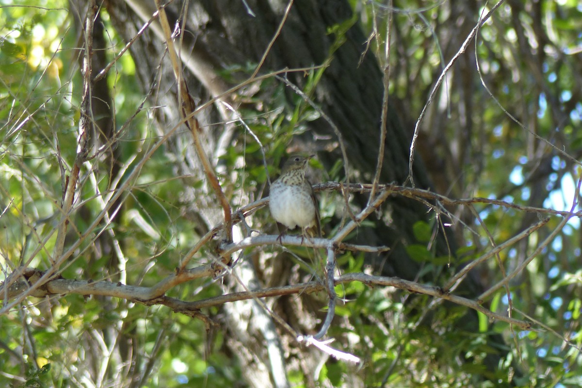 Hermit Thrush - ML48451471