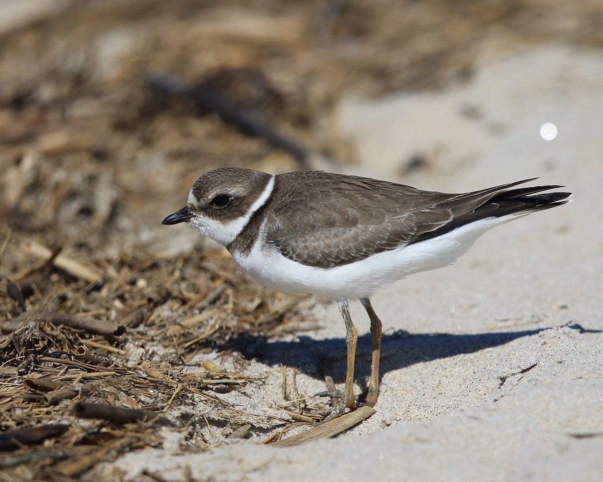 Semipalmated Plover - ML484515081