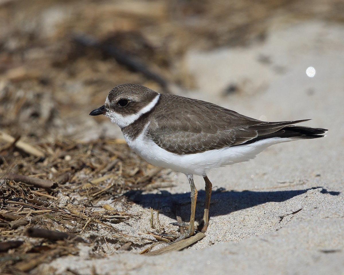 Semipalmated Plover - ML484515111