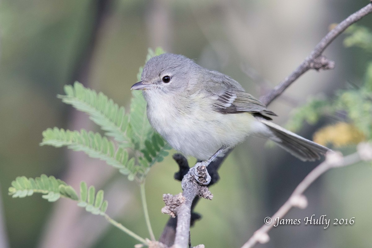 Bell's Vireo - James Hully