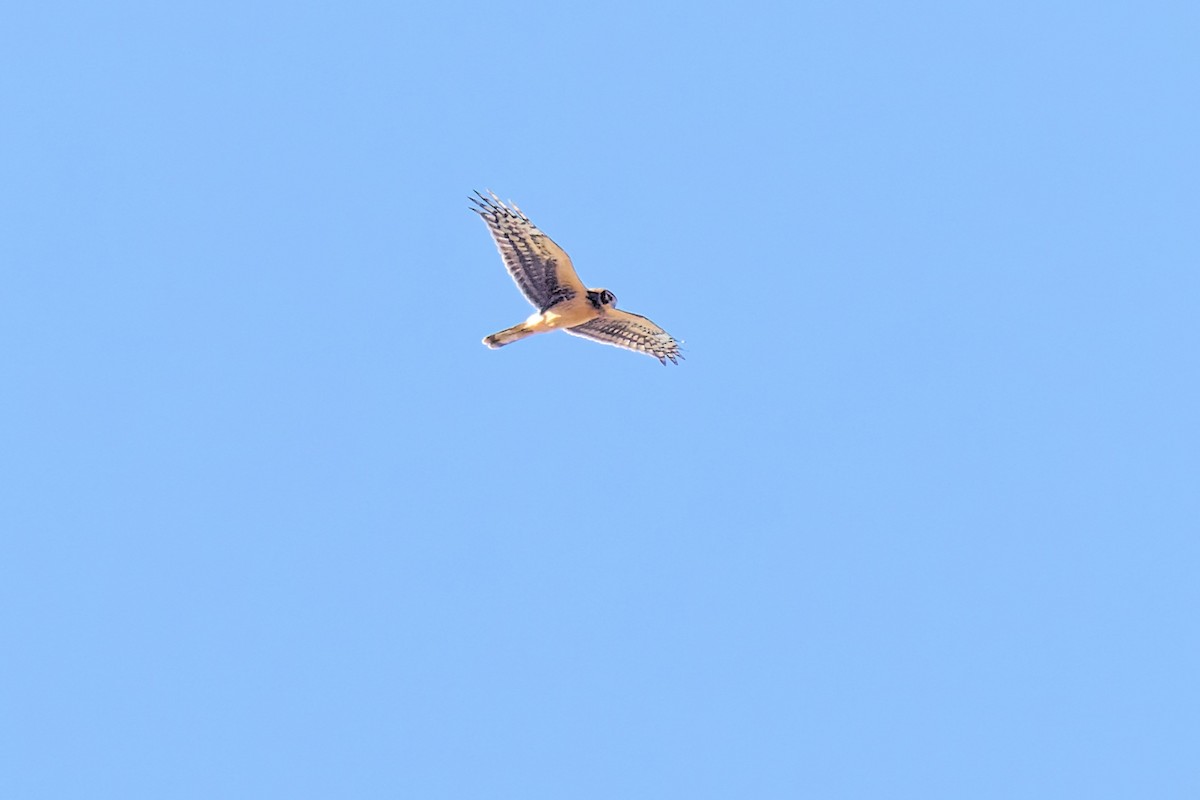 Northern Harrier - ML484516401