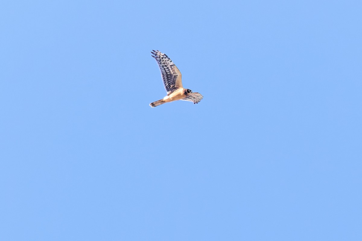 Northern Harrier - Bob Walker