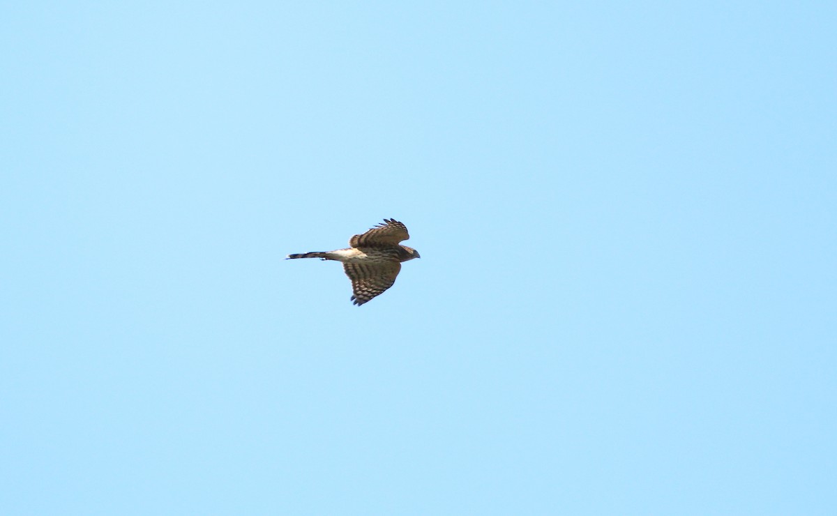 Cooper's Hawk - ML484517421