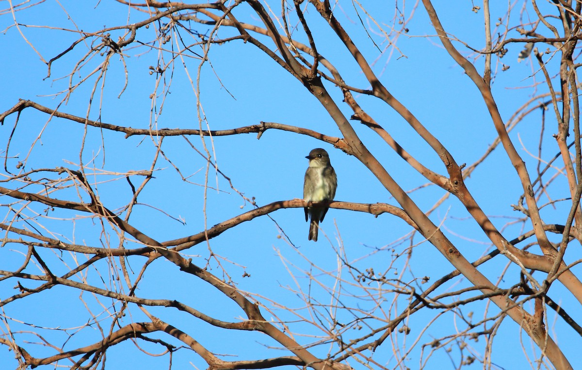 Olive-sided Flycatcher - ML484517611