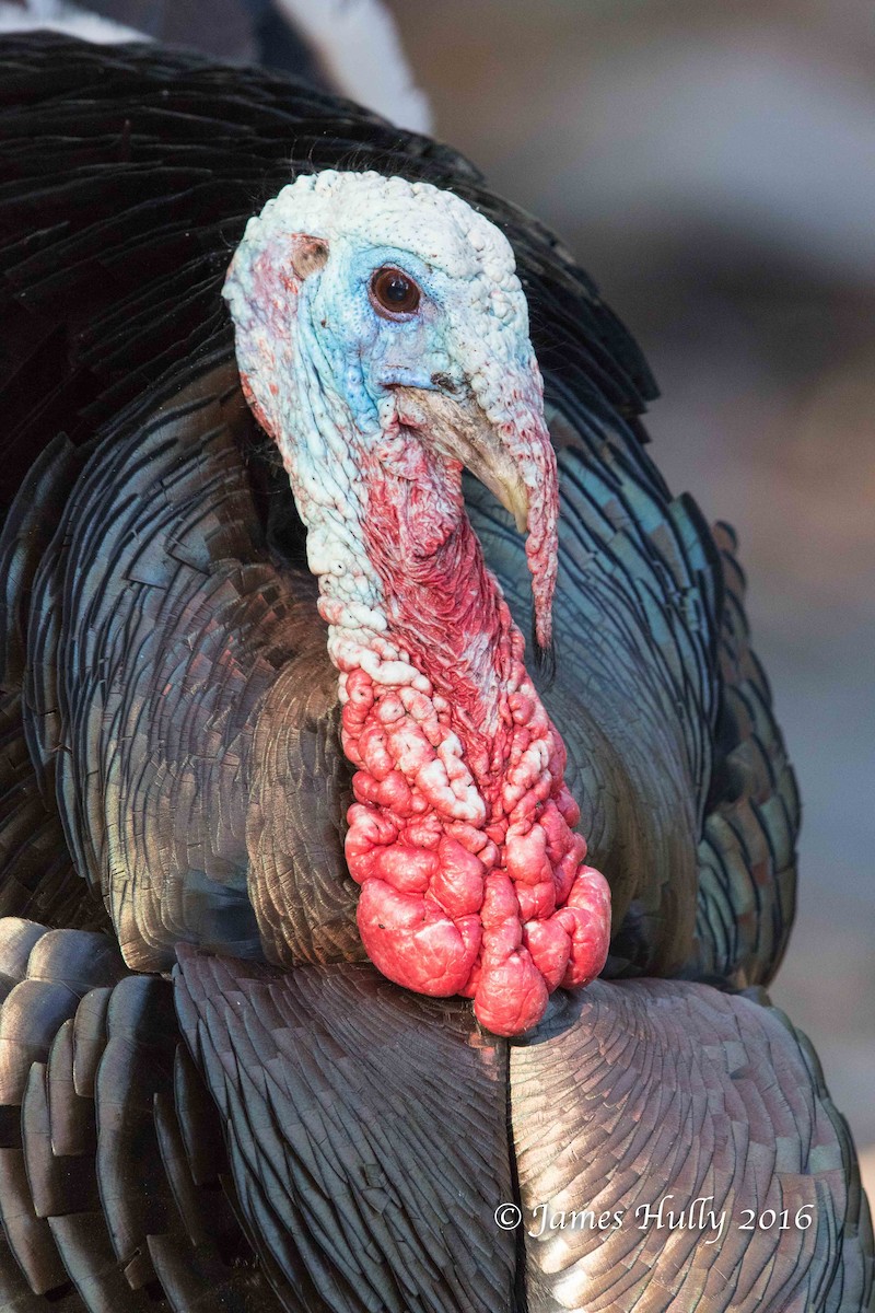 Wild Turkey - ML48451771