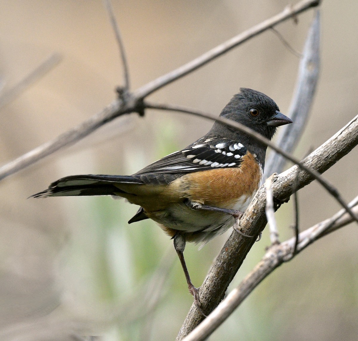 Spotted Towhee - Norman Eshoo