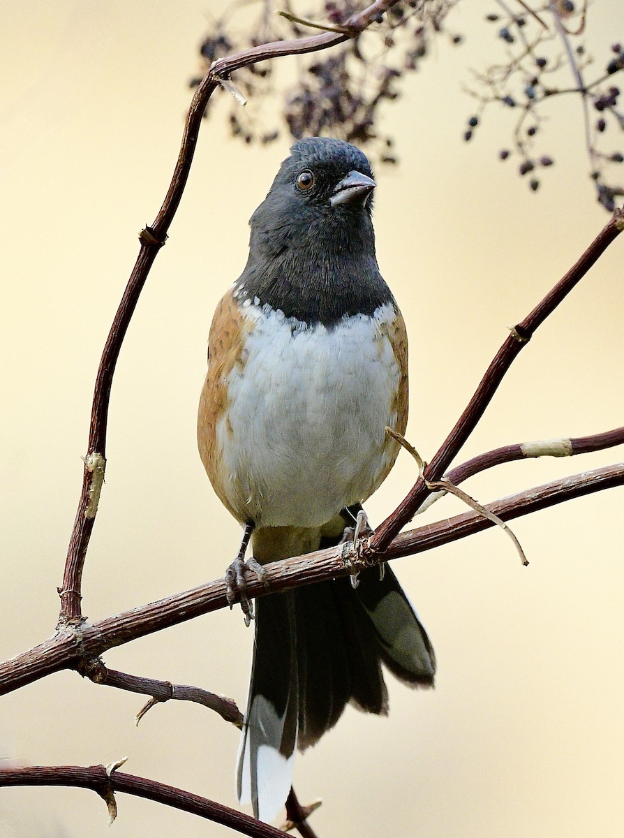 Spotted Towhee - ML484518281