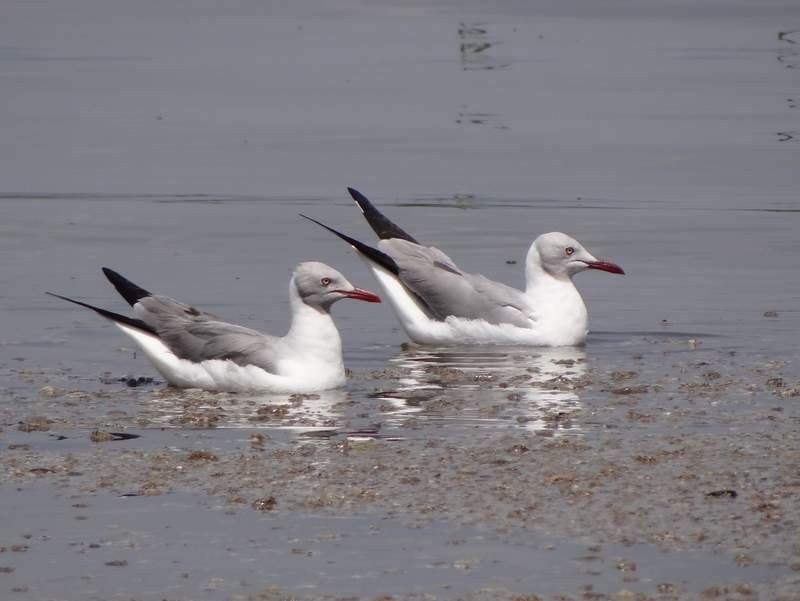 Gray-hooded Gull - ML48451831