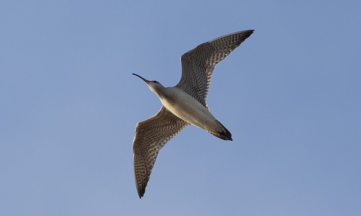 Whimbrel (Hudsonian) - Brian Sullivan