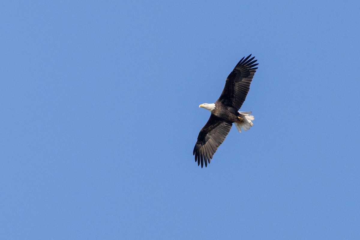Bald Eagle - ML484518871