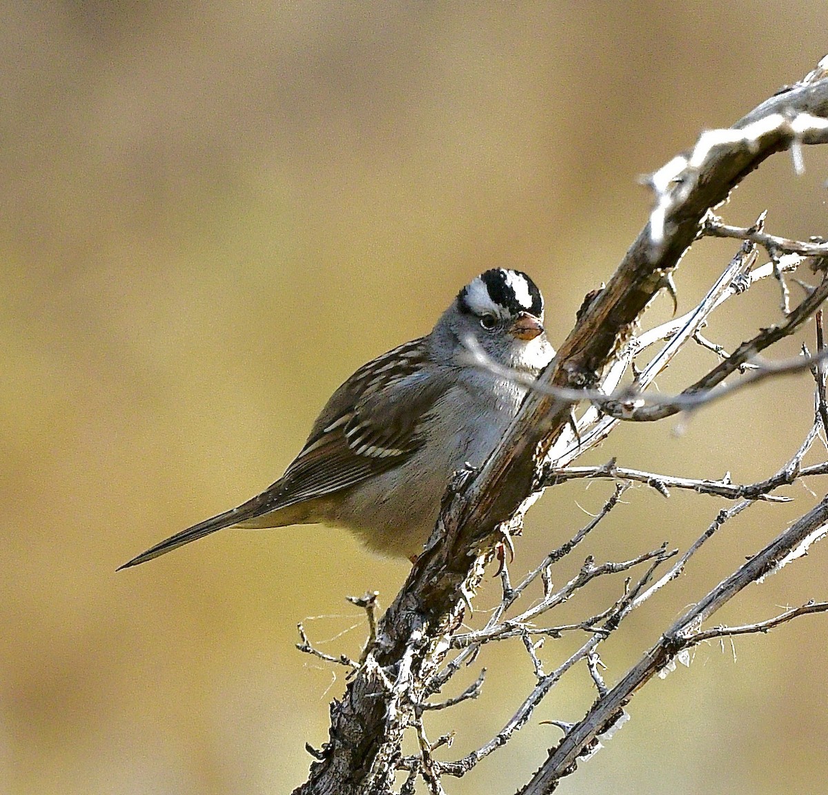 White-crowned Sparrow - ML484520101