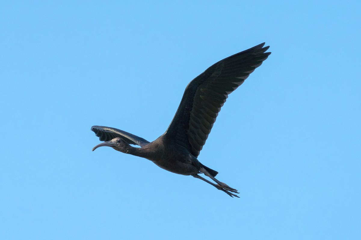 Glossy Ibis - Old Bird