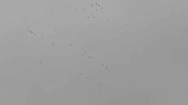 White-fronted Amazon - ML484520941