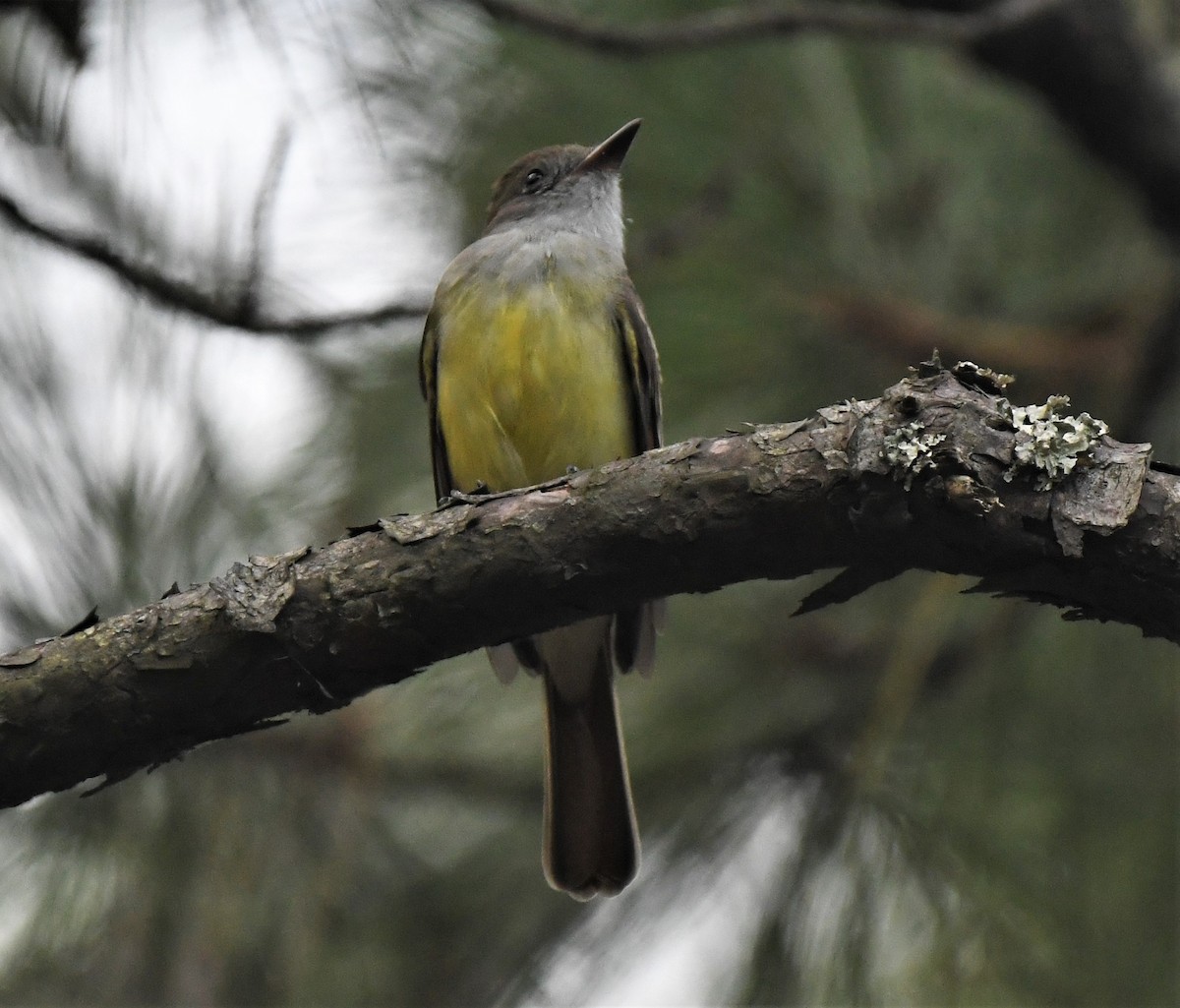 Great Crested Flycatcher - ML484522401