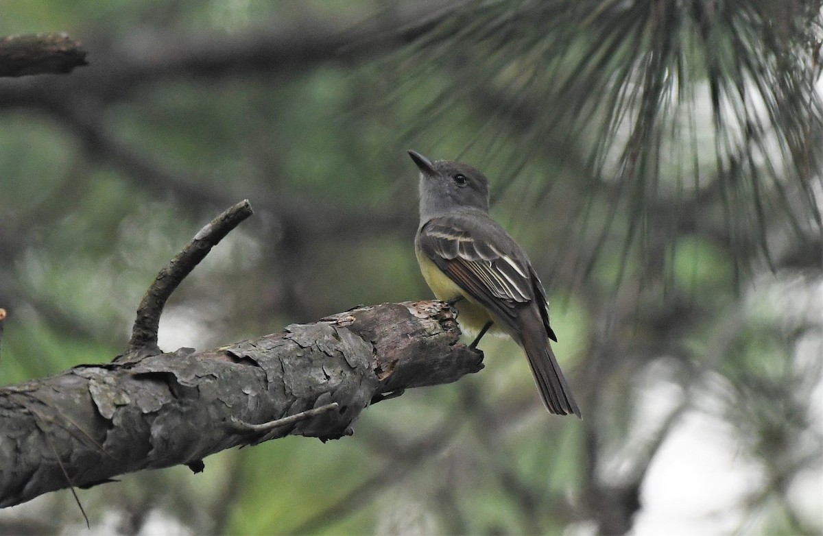 Great Crested Flycatcher - ML484522461