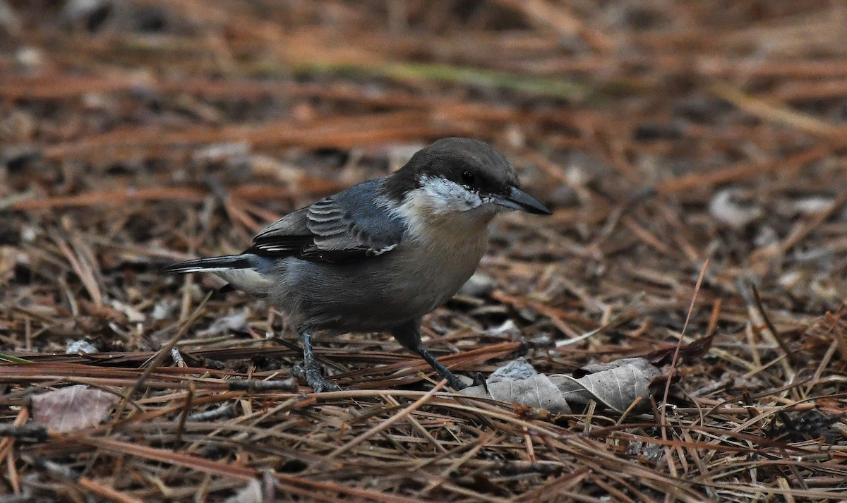 Brown-headed Nuthatch - ML484522741