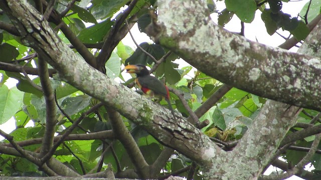 Fiery-billed Aracari - ML484522881