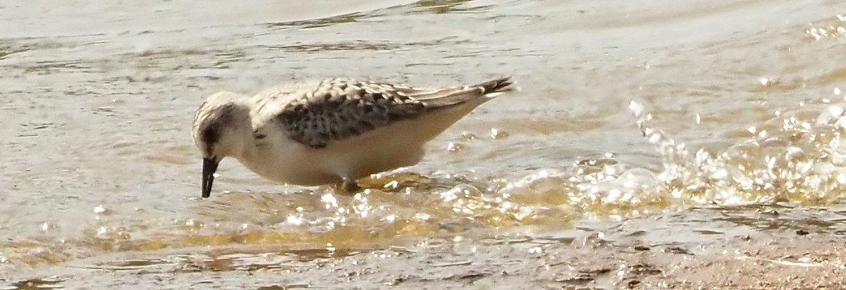 Sanderling - ML484522961