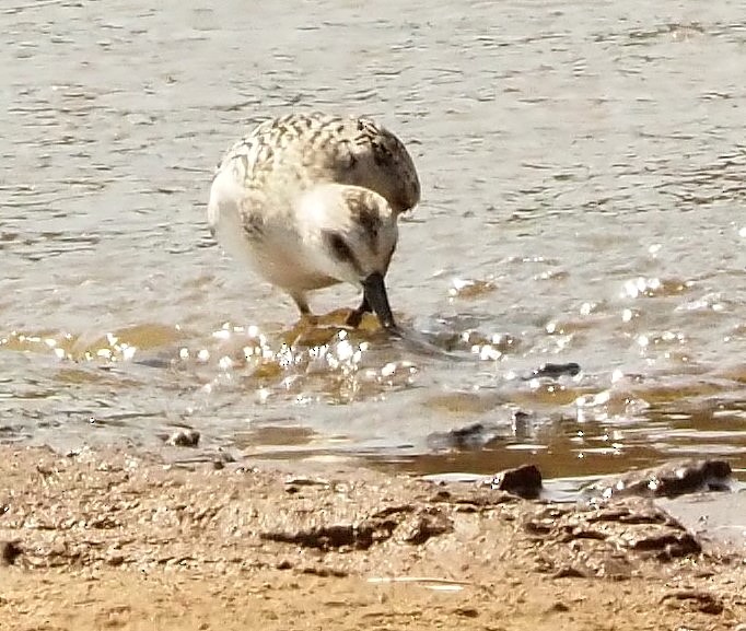 Sanderling - ML484522991