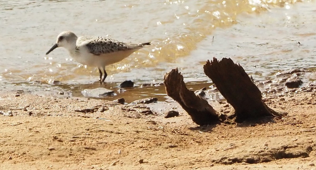 Sanderling - ML484523001