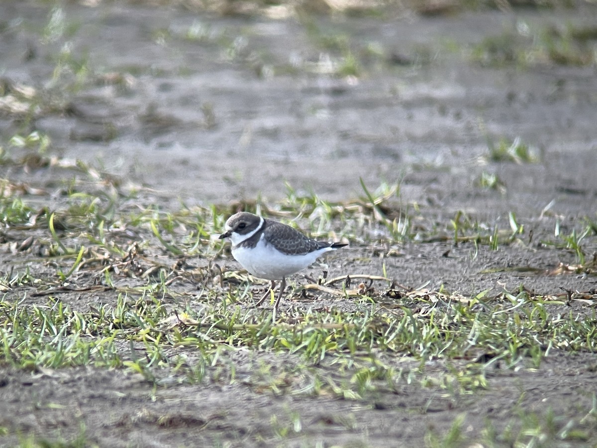 Semipalmated Plover - ML484523941
