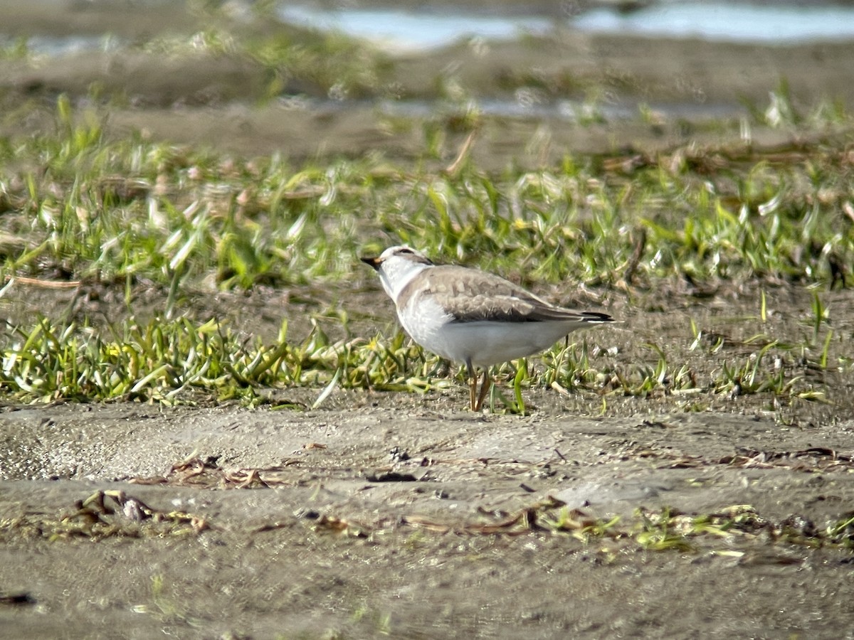 Semipalmated Plover - ML484523951